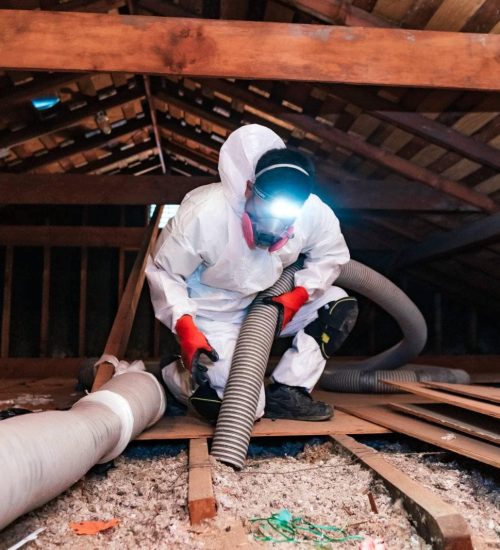 Old damaged pink insulation in attic before professional removal